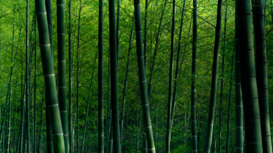 The History of Bamboo Fabric: A Journey from Traditional Textiles to Sustainable Fashion